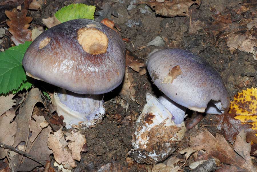 Cortinarius caerulescens ???
